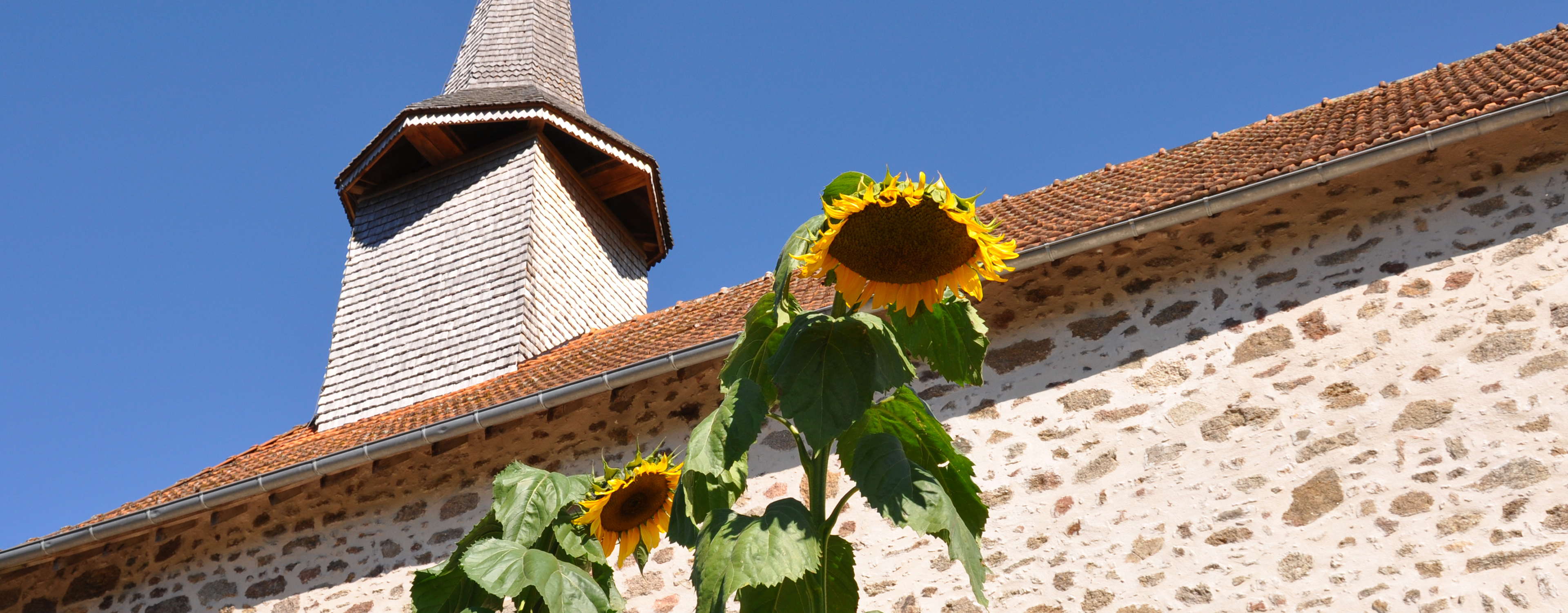 Sunflowers growing in front of church at Etang de Azat-Chatenet fishing lake in France