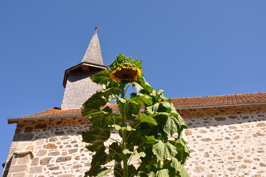 Sunflowers growing in front of church at Etang de Azat-Chatenet in France