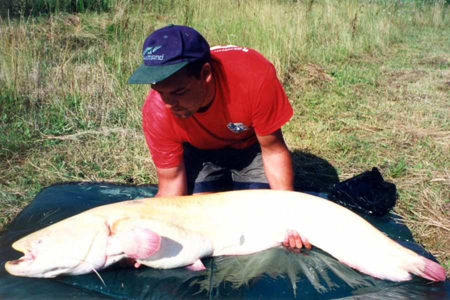 45lb Albino Catfish caught in Germany from Schnackensee Lake in Bavaria