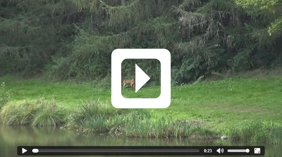 Video thumbnail of deer at Azat-Chatenet - video filmed at Etang de Azat-Chatenet carp lake in France