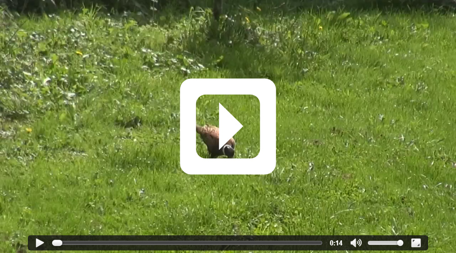 Video thumbnail of pheasant at Azat-Chatenet - video filmed at Etang de Azat-Chatenet carp lake in France