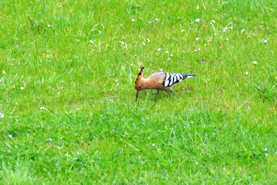Woodpecker at Etang de Azat-Chatenet grounds in France
