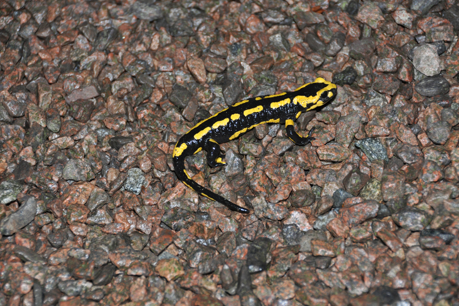 Salamander on gravel at Etang de Azat-Chatenet in France