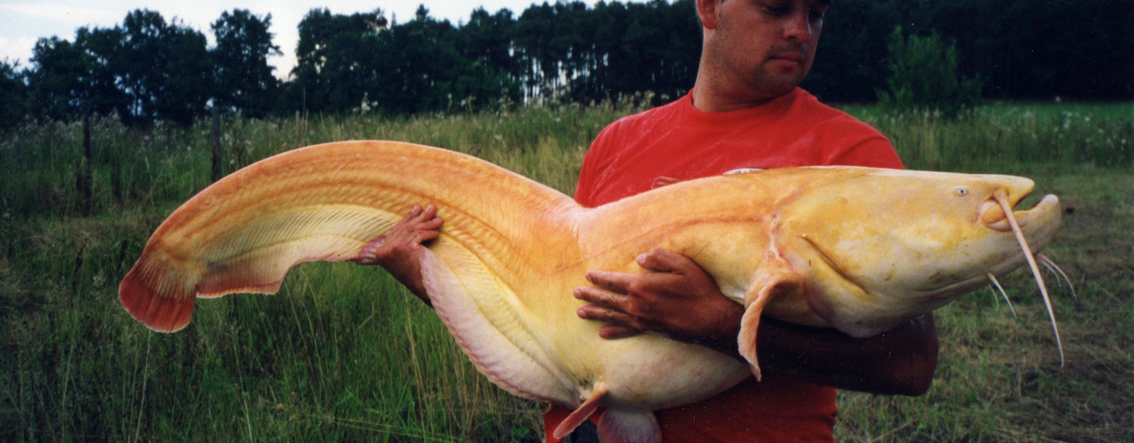 Fishery owner James Peacock holding a 61lb Albino Wels Catfish caught in Germany from Schnackensee Lake in Bavaria