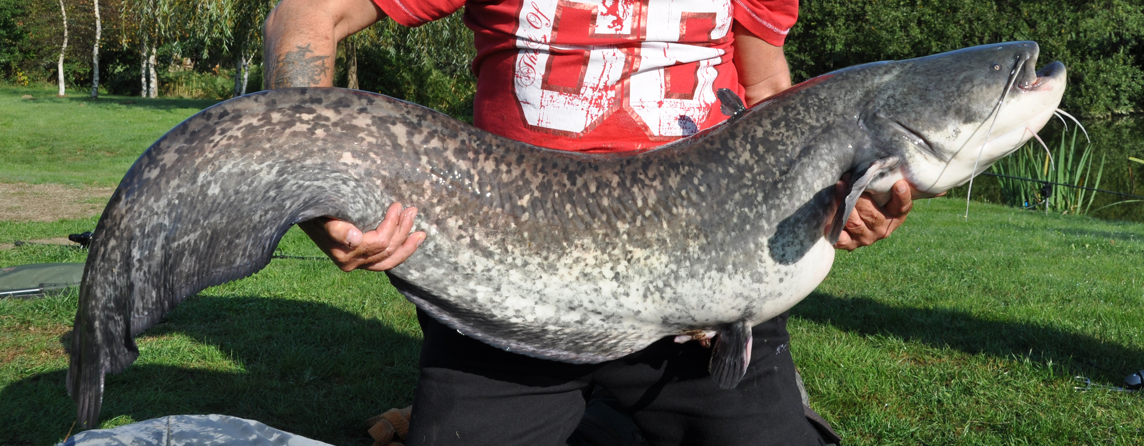 Large catfish caught at Etang de Azat-Chatenet fishing lake in France