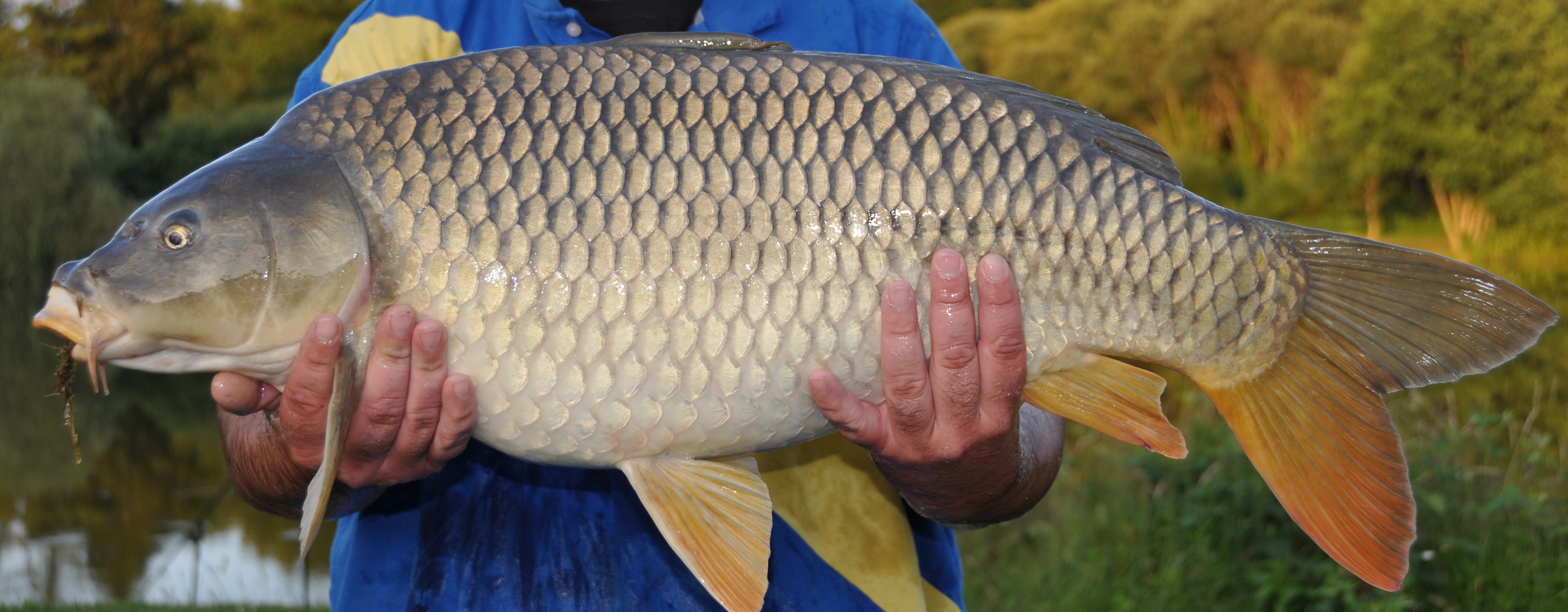 Large common carp caught at Etang de Azat-Chatenet fishing lake in France
