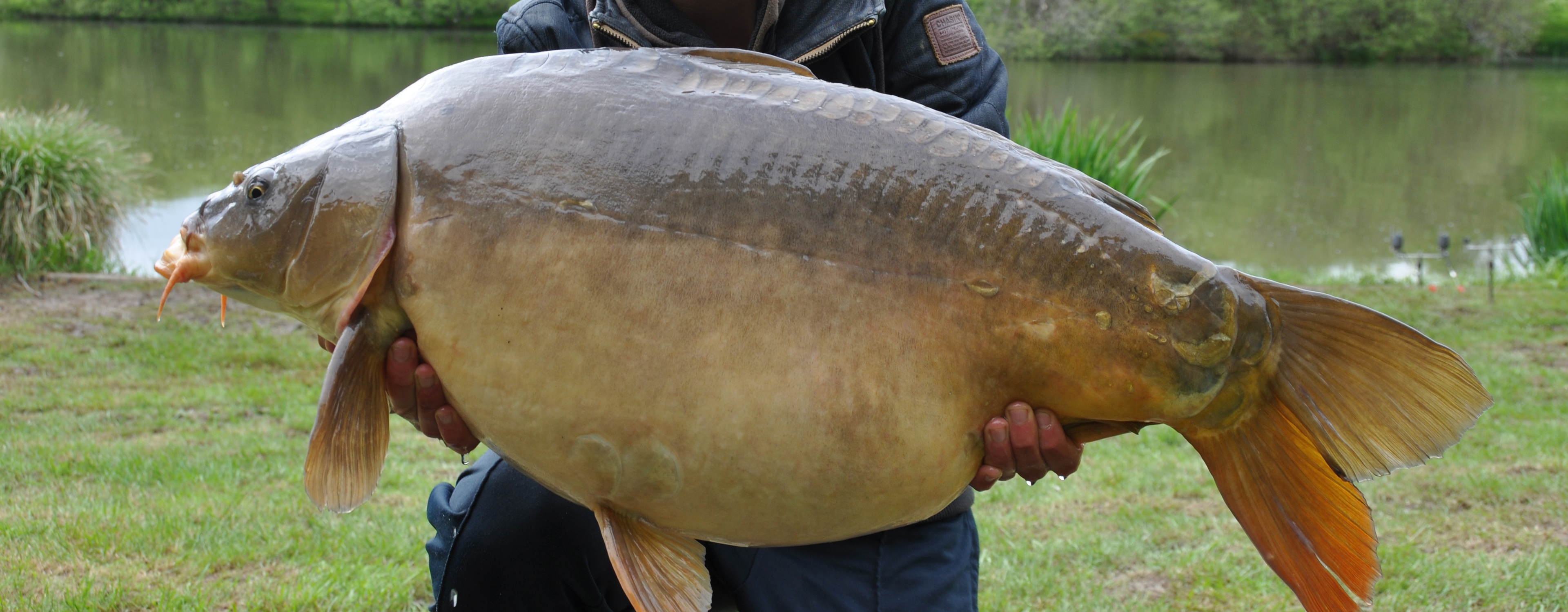 Large mirror carp caught at Etang de Azat-Chatenet fishing lake in France