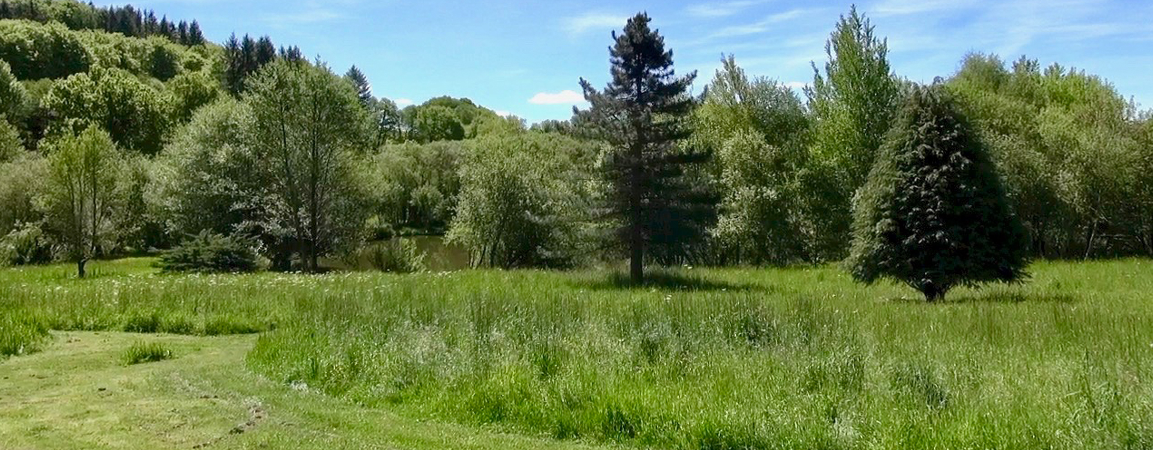 Wild meadow grass and trees surrounding fishing lake at Etang de Azat-Chatenet in France