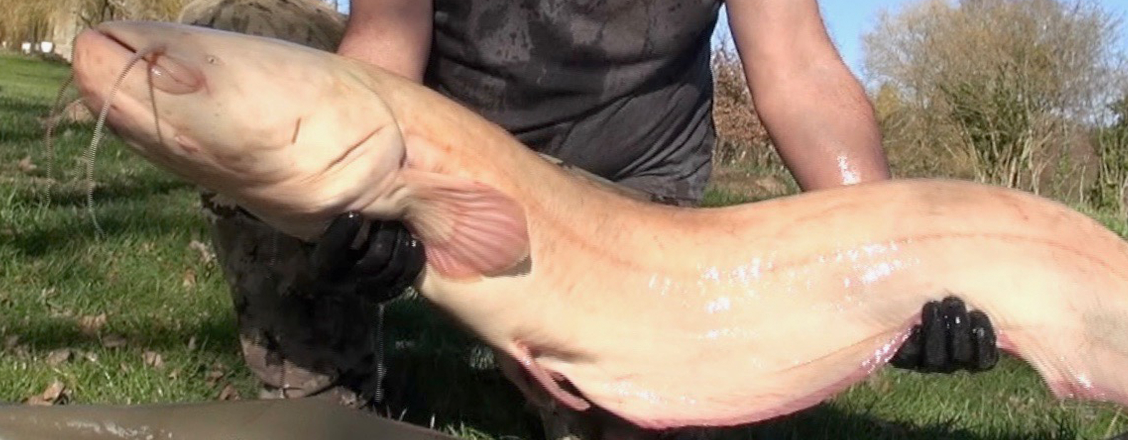 Fishing lake in France with mandarin catfish