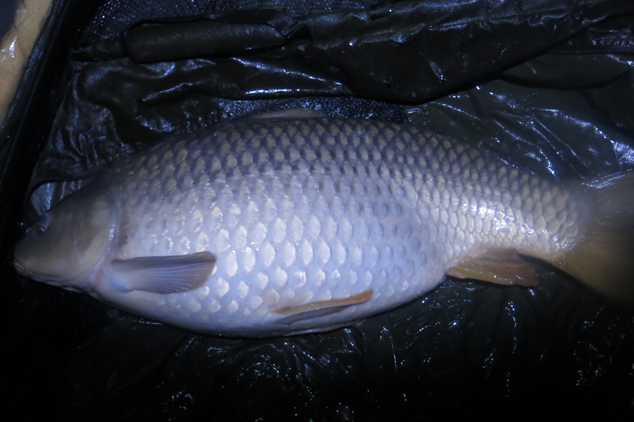 Common carp caught at Etang de Azat-Chatenet fishing lake in France