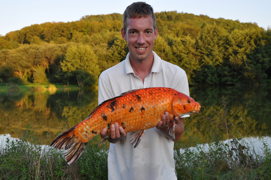 Koi carp caught at Etang de Azat-Chatenet fishing lake in France