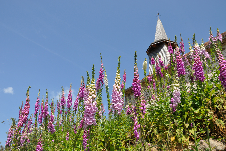 Foxgloves growing in front of church at Etang de Azat-Chatenet in France