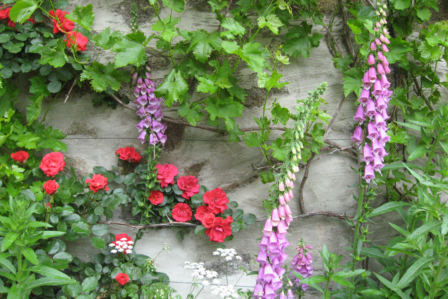 Grape vine and roses growing on gate house at Etang de Azat-Chatenet in France