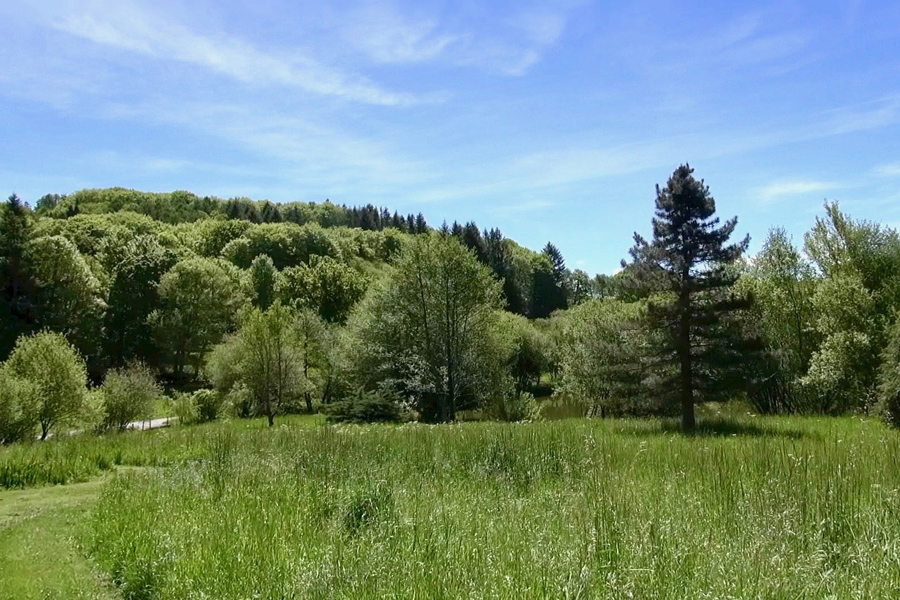 Wild meadow grass and trees surrounding fishing lake at Etang de Azat-Chatenet in France
