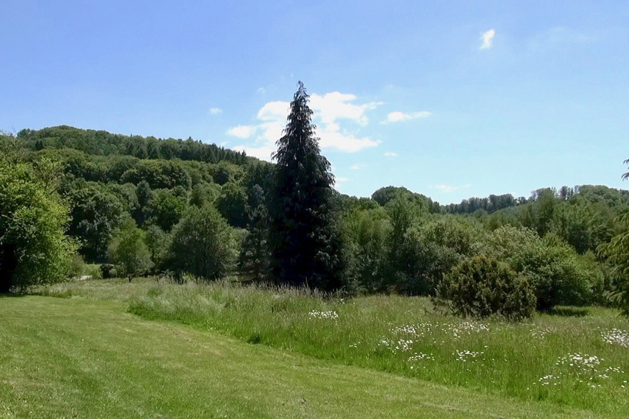 Wild flower meadow overlooking French carp fishing lake Etang de Azat-Chatenet