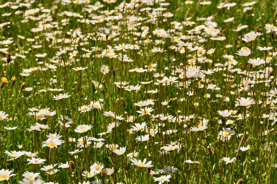 Field of wild daisies at Etang de Azat-Chatenet in France
