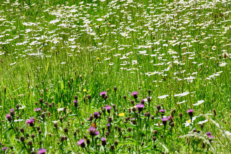 Wild daisies in meadow at Etang de Azat-Chatenet fishing lake in France
