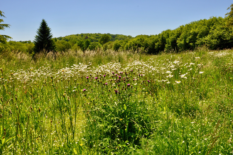 View of wild flower meadow and trees at Etang de Azat-Chatenet fishing lake in France