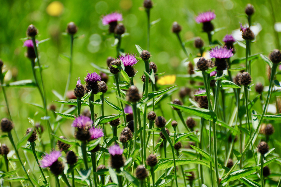 Wild flowers at Etang de Azat-Chatenet fishing lake in France