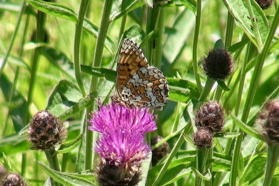 Close up of butterfly on wild flowers at Etang de Azat-Chatenet in France