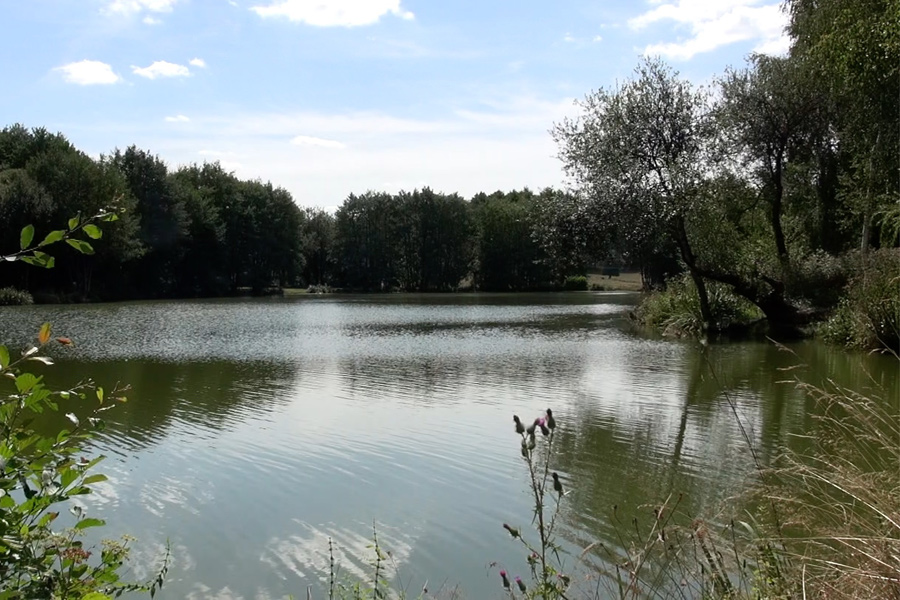 Edge of island at Etang de Azat-Chatenet carp fishing lake in France