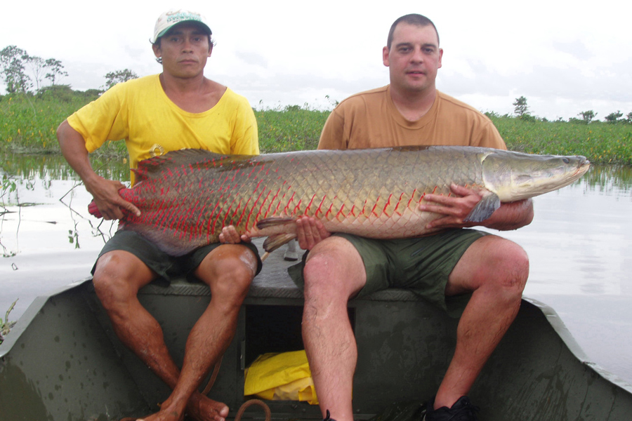 Arapaima caught in a creek in Brazil located on Mexicana Island in the mouth of the Amazon