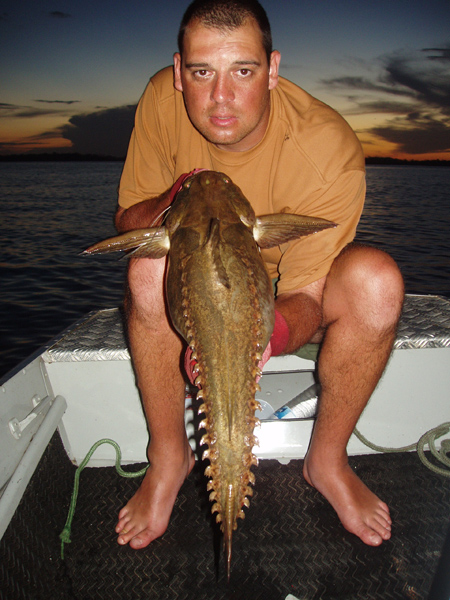 Amazon Armoured Catfish caught in Brazil from the Tucurui Lake system in the Amazon