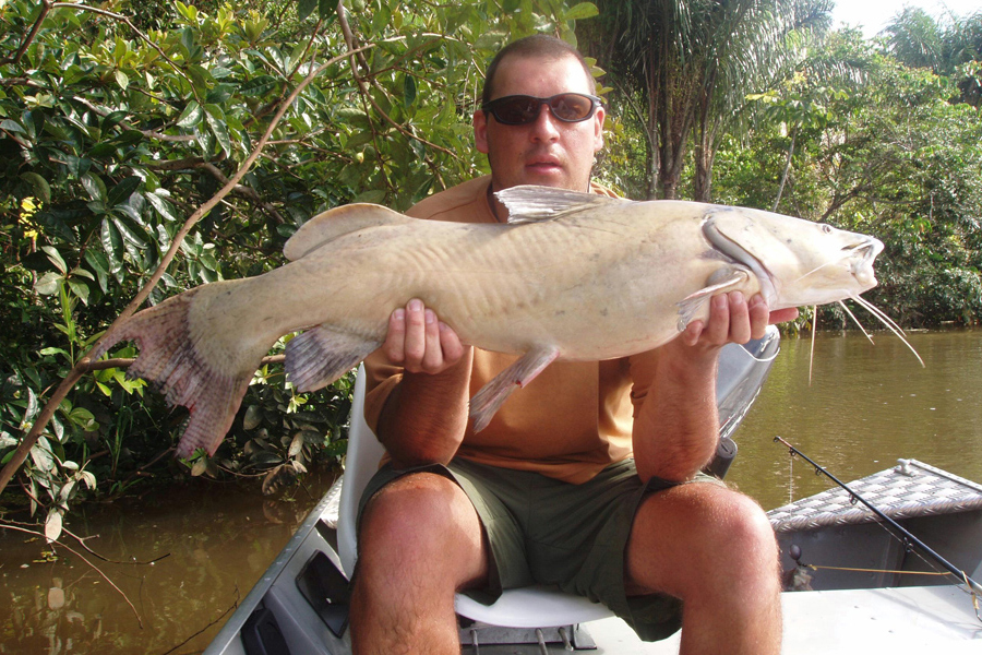 Jau Catfish caught from the Tocantins River in the Amazon rain forest