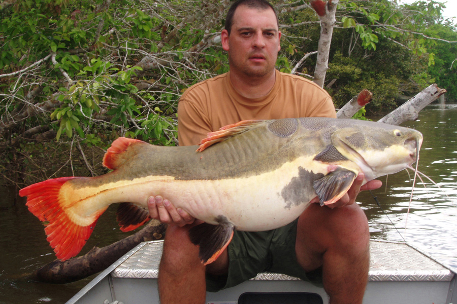 Amazon Redtail Catfish caught from the Tocantins River in the Amazon rain forest