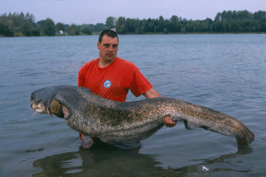 116lb Wels Catfish caught from Abbey Lakes in France