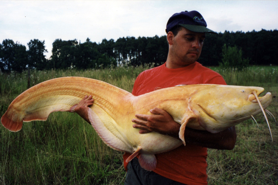 61lb Albino Wels Catfish caught in Germany from Schnackensee Lake in Bavaria