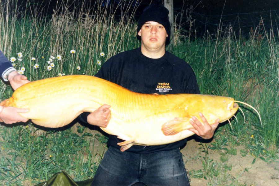 77lb Albino Catfish caught in Germany from Schnackensee Lake in Bavaria