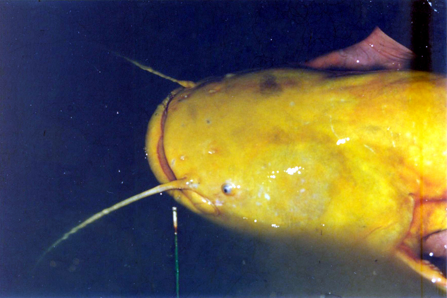 Close up of 77lb Albino Catfish caught in Germany from Schnackensee Lake in Bavaria