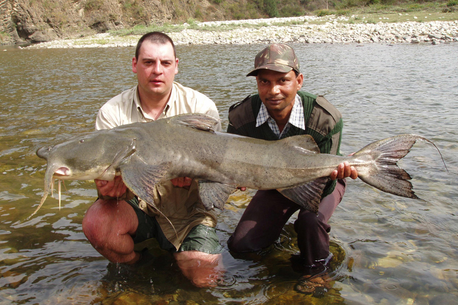 52lb Goonch Catfish caught from the Ramganga River within the Corbett National Park in India