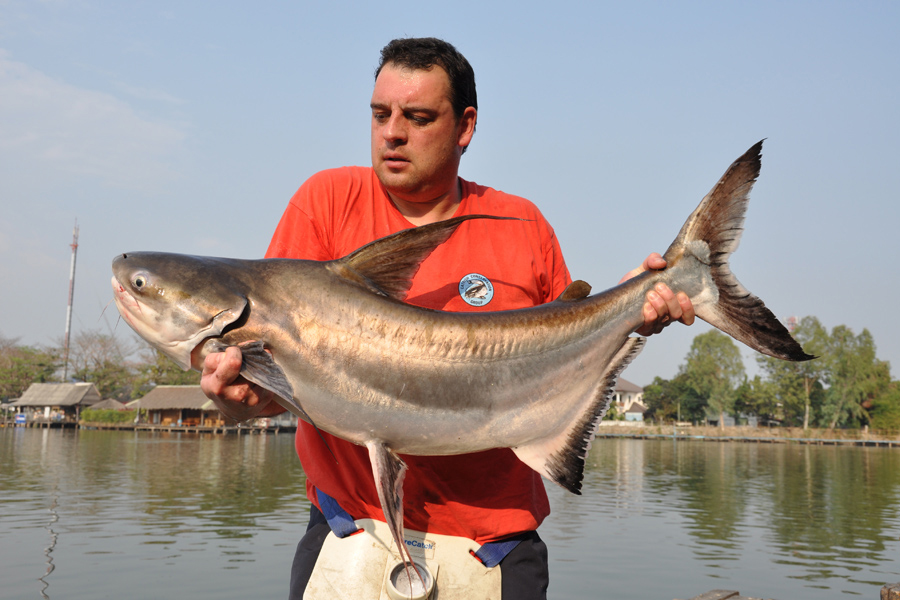 44lb Chao Phraya Catfish also known as a Giant Pangasius caught while catfishing in Asia