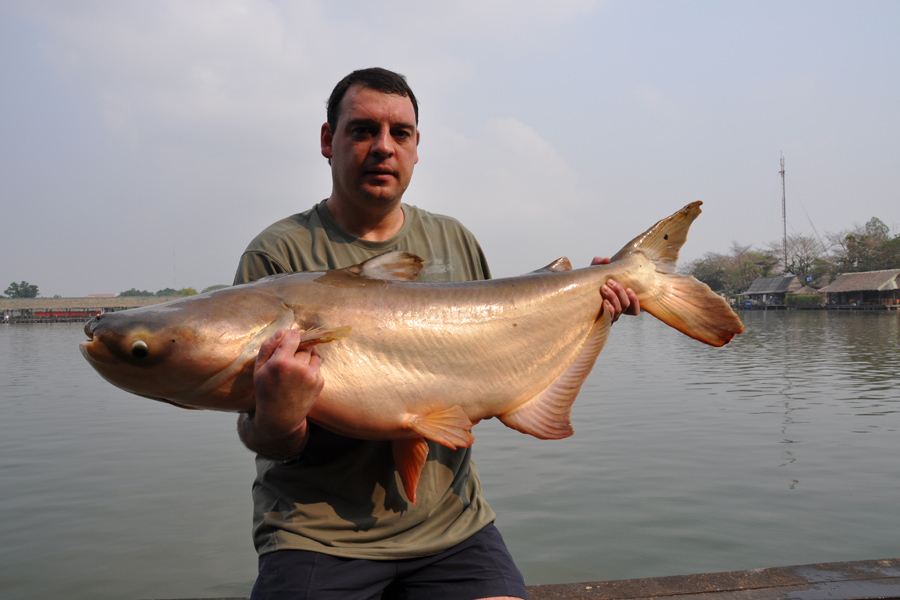 44lb Mekong Catfish caught while catfishing in Asia