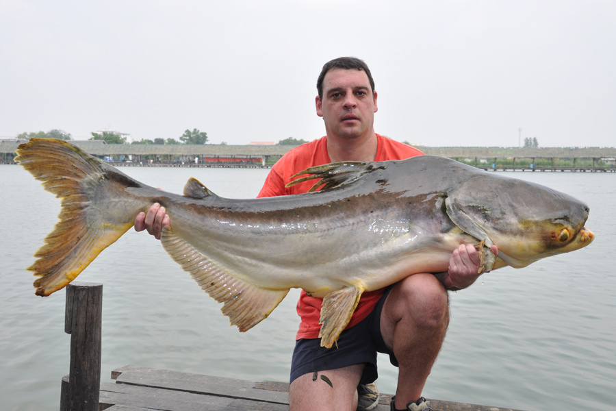 94lb Mekong Catfish caught while catfishing in Asia