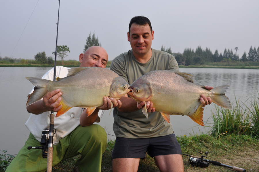 Pacu caught bottom fishing with method feeders on Ratchaburi Lake in Thailand near Bangkok