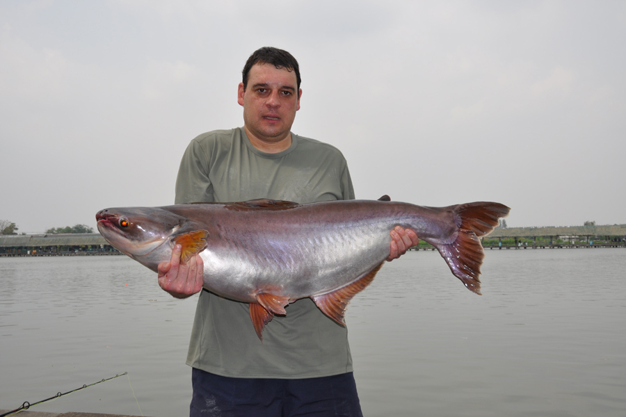 24lb Striped Catfish caught while catfishing in Asia