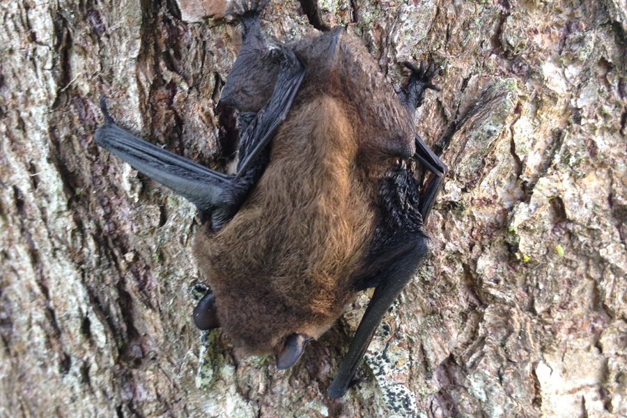 Bat sleeping on a tree at Etang de Azat-Chatenet in France