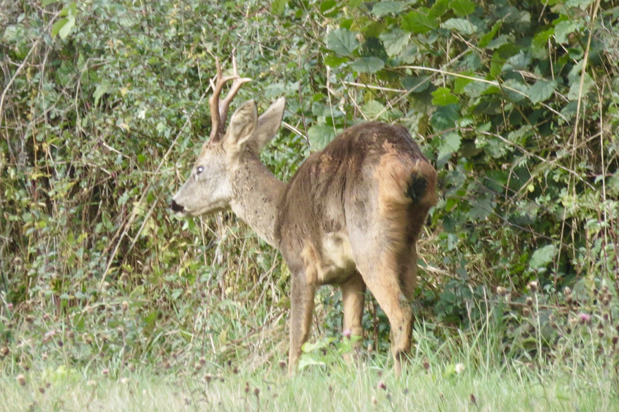 Wild deer in the grounds at Etang de Azat-Chatenet in France
