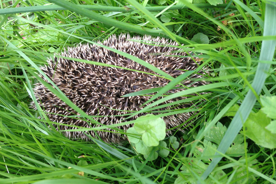 Hedgehog in the grass at Etang de Azat-Chatenet in France