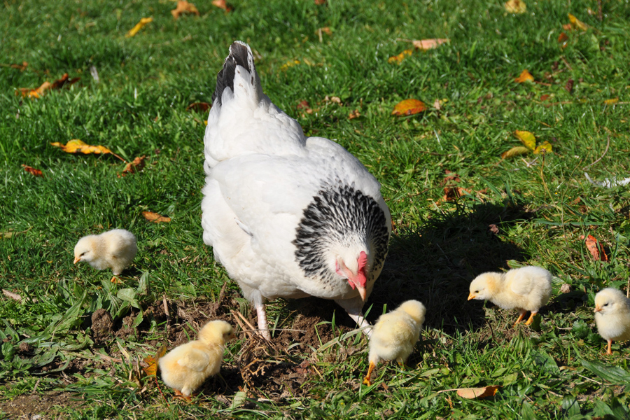 Mother hen with her chicks in the gardens at Etang de Azat-Chatenet in France