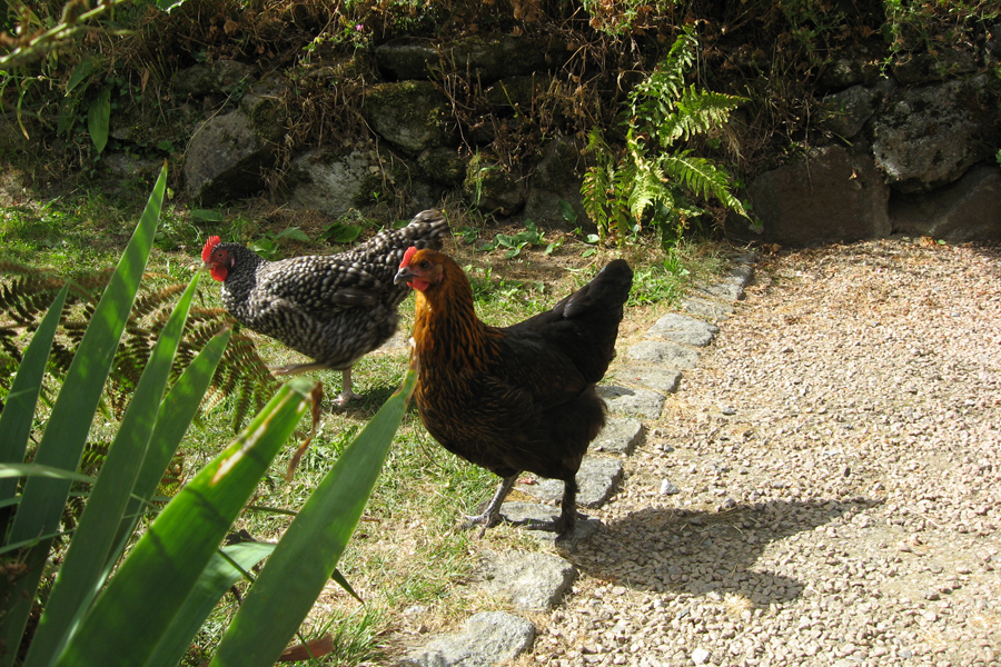 Chickens in the gardens at Etang de Azat-Chatenet in France