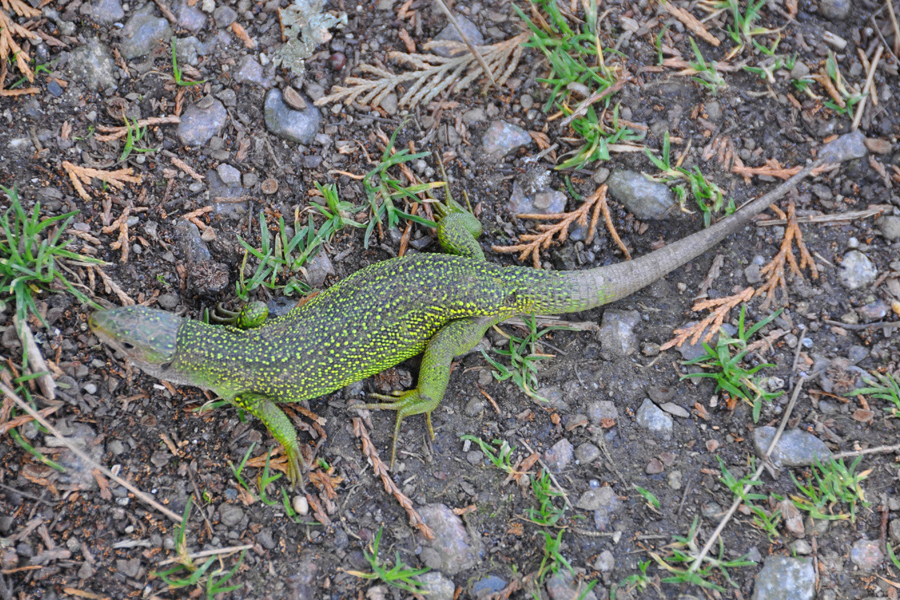 Lizard at Etang de Azat-Chatenet in France