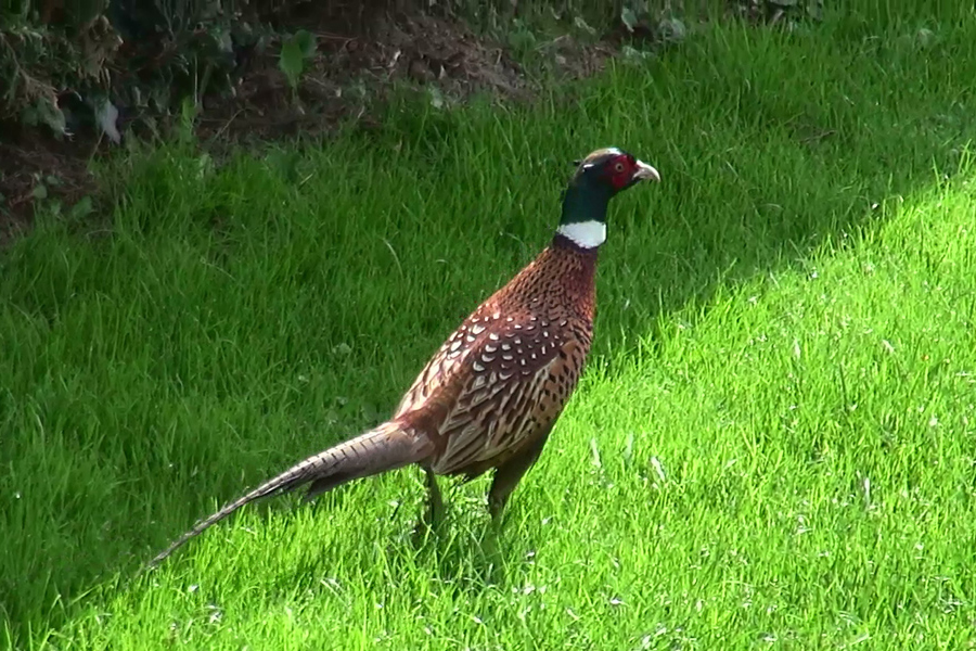 Pheasant in the grounds at Etang de Azat-Chatenet fishing lake in France