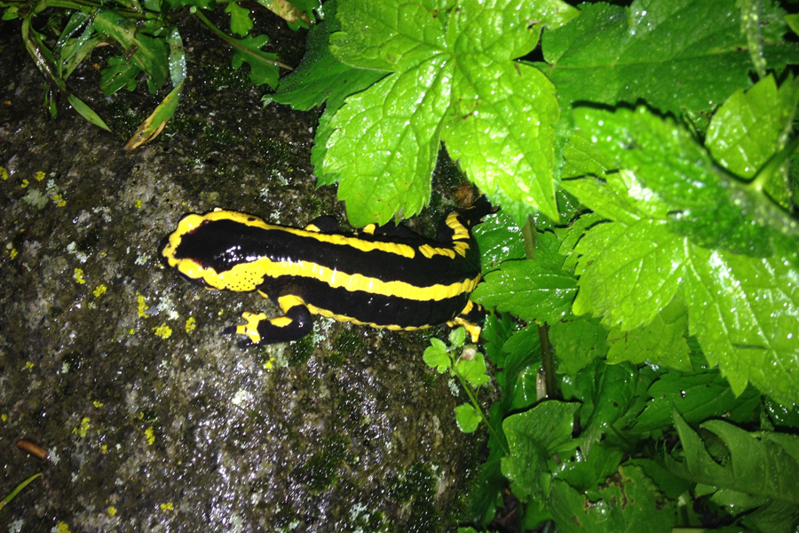Yellow and black salamader on a stone at Etang de Azat-Chatenet in France
